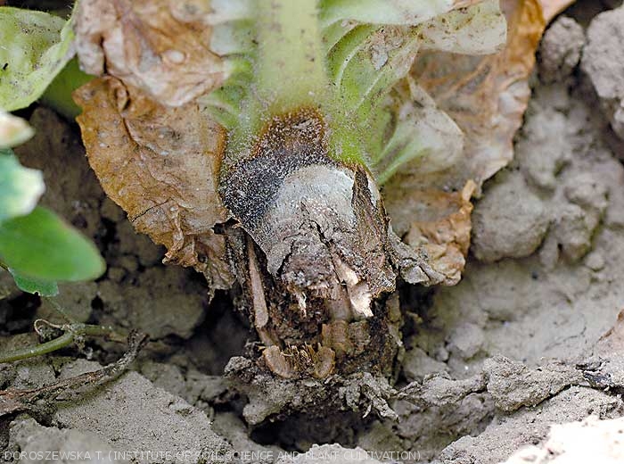 La tige est maintenant ceinturée par une lésion chancreuse brunâtre rendant le collet aisément cassant. <i><b>Botrytis cinerea</b></i> (grey mold)
