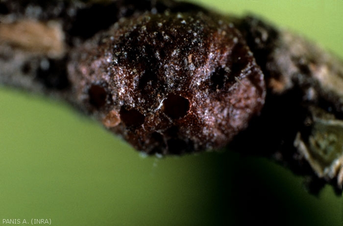 Prédation de <i>Metaphycus bartletti</i> sur la cochenille noire de l'olivier (photo A. Panis, INRA)
