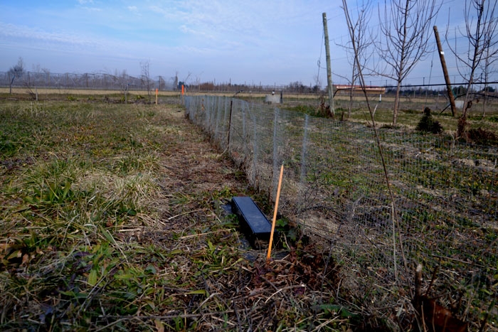 Grillage d'exclusion à campagnol avec piège autour d'un verger de pommier - © M. Guadagnini  INRA