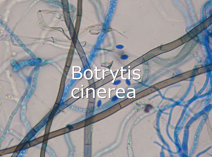 Botrytis-cinerea-Mycelium