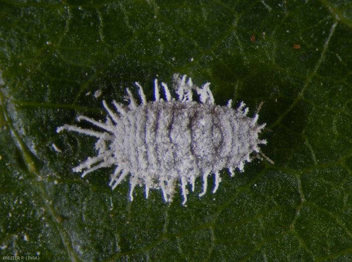 Femelle de <i>Pseudococcus comstocki</i> (photo P. Kreiter, INRA)
