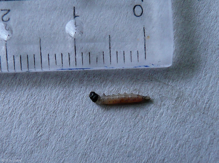 Taille de la chenille du carpocapse du  pommier, <i>Cydia pomonella</i> (photo B.Petit, INRA)