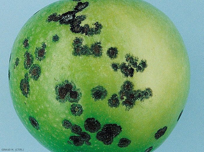 Symptômes sur pomme (variété Granny) de la tavelure de conservation (photo M. Giraud, CTIFL)