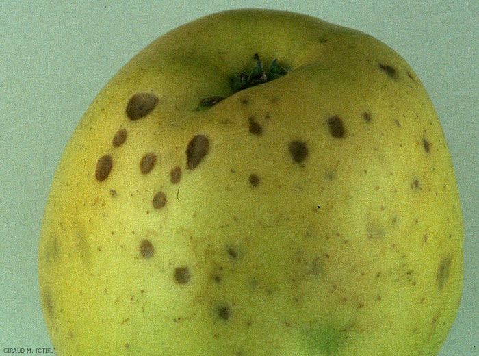 Symptômes sur fruit du Bitter pit  (photo M. Giraud, CTIFL)