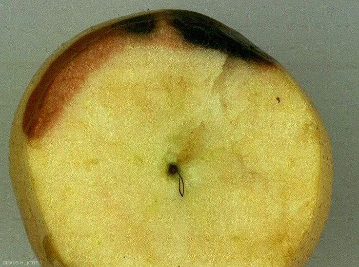Apparition de taches noires sous-épidermiques causées par <i>Alternaria</i> - Echaudure molle (photo M. Giraud, CTIFL)