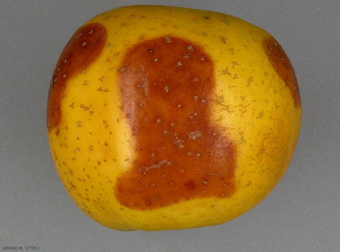 Tache brune et ovale à la surface de l'épiderme - Echaudure molle (photo M. Giraud, CTIFL)