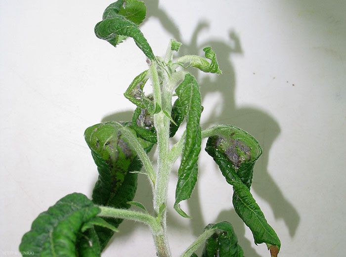 Dégât sur pousse par un enroulement des feuilles et un début de déformation de la tige - Puceron cendré (photo B. Petit, INRA)