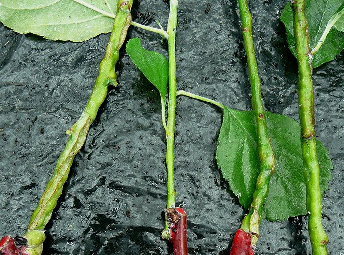 Dégât sur greffe de pommier dû au puceron lanigère (photo B. Petit, INRA)