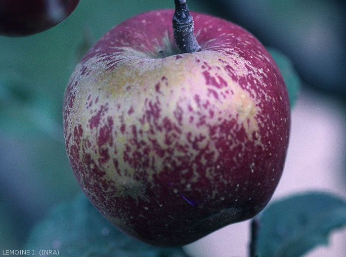 
Marbrure et russeting sur fruit pourrait être dû à l'Oïdium (photo J.Lemoine, INRA)