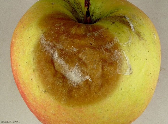 Contamination par <i>Monilia fructigena</i> d'une pomme par contact (photo M. Giraud, CTIFL)