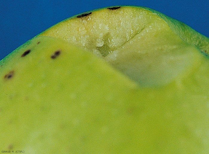 Symptômes sur fruit de ponctuations lenticellaires (photo M. Giraud, CTIFL)