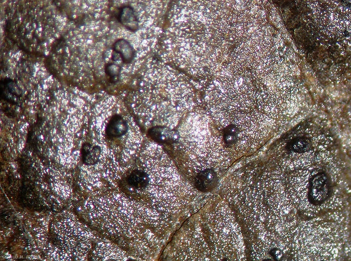 Acervules sur feuille de <i>Diplocarpon mali</i>, syn. <i>Marssonina coronariae</i> (photo M. Giraud, CTIFL)