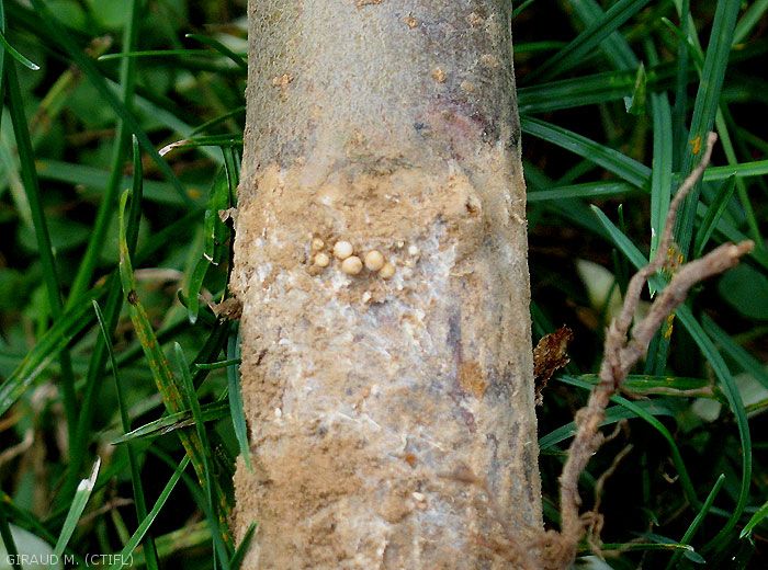 Sclérotes d'<i>Athelia rolfsii</i> (photo M. Giraud, CTIFL)