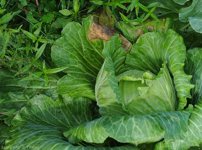 Plusieurs feuilles basses de chou montrent de larges lésions nécrotiques en périphérie du limbe. <i><b>Choanephora cucurbitarum</b></i> (pourriture à Choanephora)