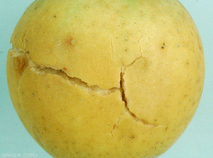 Eclatement sur pomme de variété Chantecler (photo M. Giraud, CTIFL)