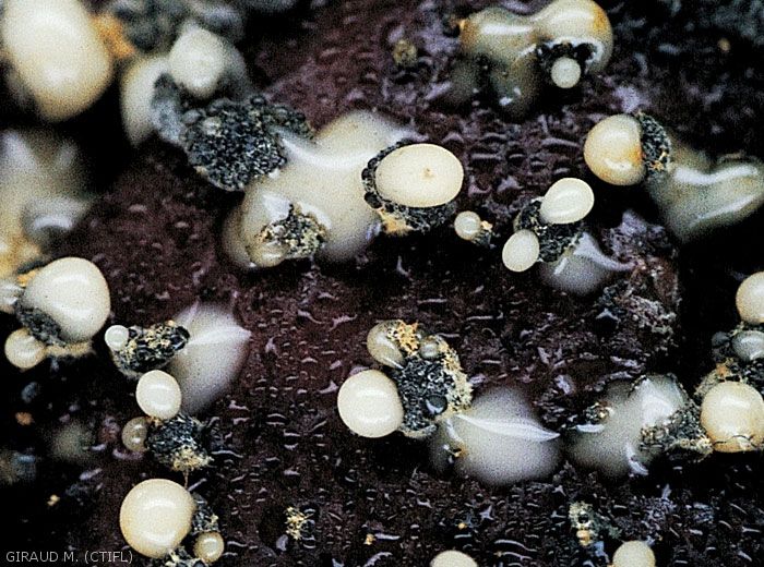Pycnides noires libérant une gelée crème contenant des spores de <i>Phacidiella</i> sp. (photo M. Giraud)