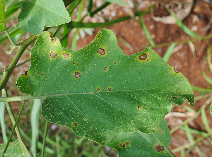 Sur cette feuille d'aubergine, les lésions brunes sont plutôt délimitées par les nervures. Leur centre a disparu conférant au limbe un aspect criblé. <i>Cercospora</i> sp. (cercosporiose)