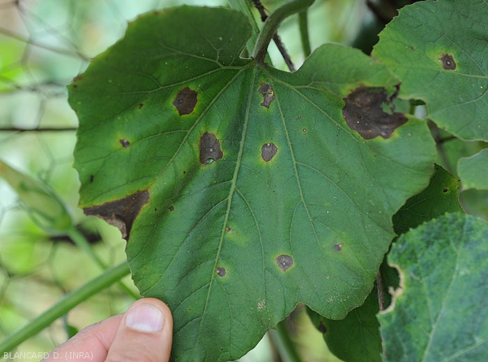 Aspect de lésions provoquées par <i>Myrothecium roridum</i> sur feuille de calebasse (<i>Lagenaria siceraria</i>)
