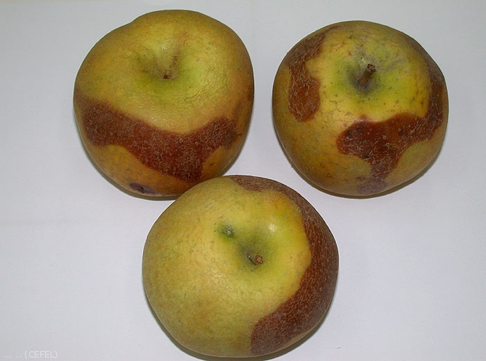Echaudure molle sur pomme de variété Belchard Chantecler (photo CEFEL)