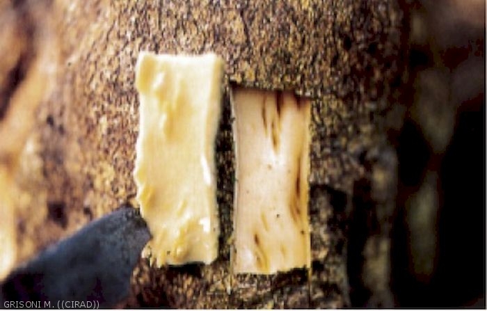 Symptôme de Tristeza: Stem pitting sur écorce et bois de limetier 