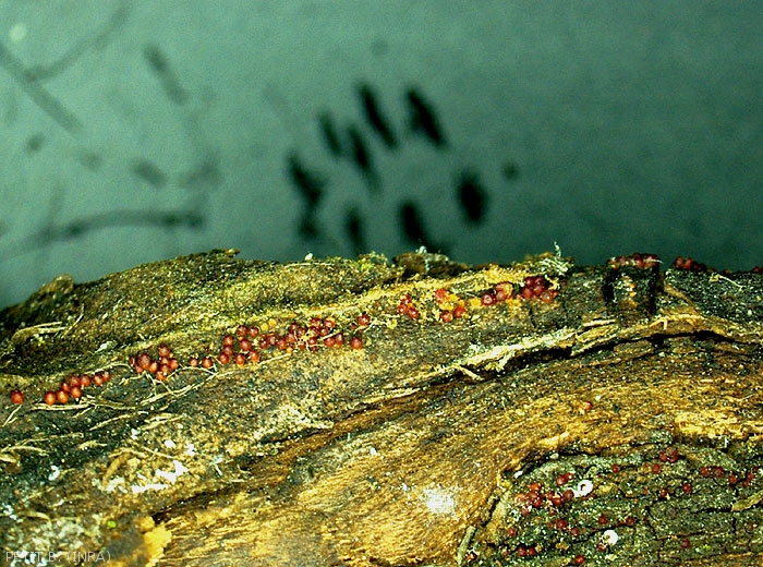 Observation à la loupe binoculaire de périthèces alignés sur pommier de <i>Neonectria ditissima</i> - Chancre à Nectria (photo B. Petit, INRA)