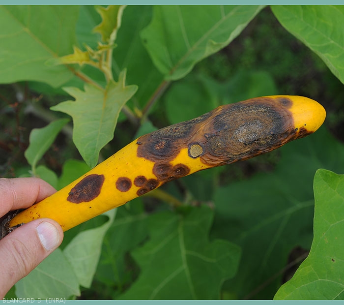 De larges secteurs de ce fruit sont pourris. Les tissus altérés se sont progressivement superficiellement effondrés,  et sont plus ou moins plissés.  <i>Colletotrichum</i> sp. (anthracnose)