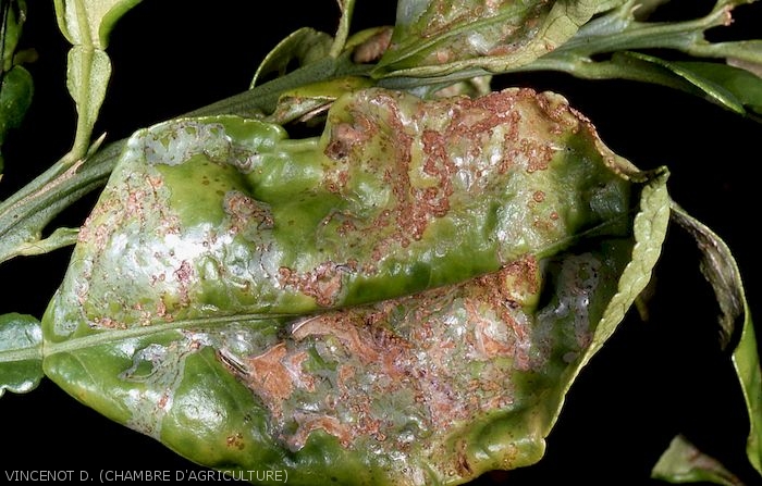 Dégâts de Phyllocnistis citrella sur feuille