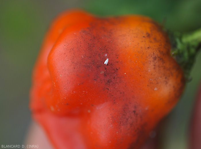 Aleurodes2