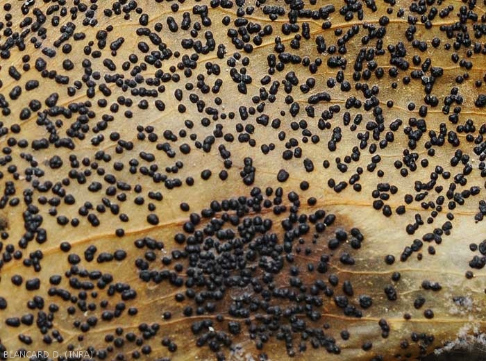 Détail de grosses pycnides globuleuses et noires formées ur un fruits de poivron.  <b><i>Phomopsis vexans</i></b>