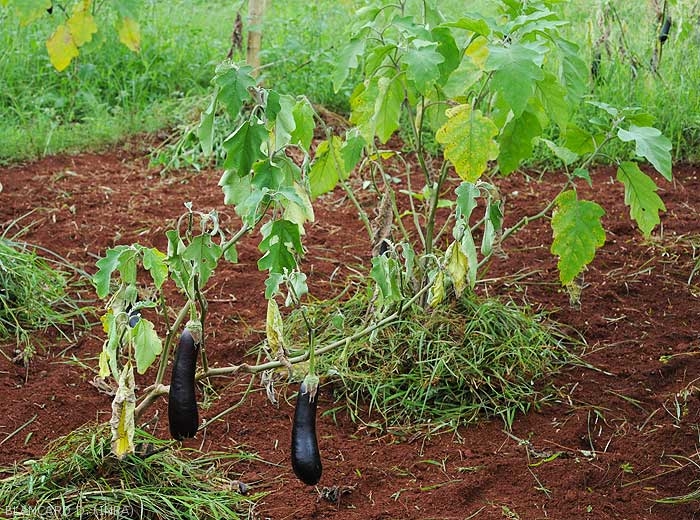 Pied d'aubergine dépérissant. Certaines feuilles jaunissent, flétrissent, voire se dessèchent partiellement. Une lésion longitudinale sombre ceinture la tige sur plusieurs centimètres.  <b><i>Phomopsis vexans</i></b>