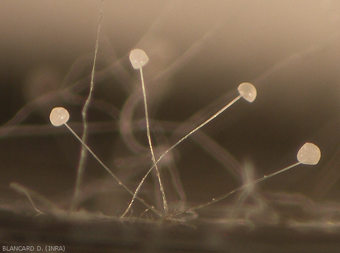 Jeunes sporangiophores de  <b><i>Rhizopus stolonifer</i></b> ; ils sont encore hyalins comme le sporange situé à leurs extrémités. (pourriture à <i>Rhizopus</i>) 