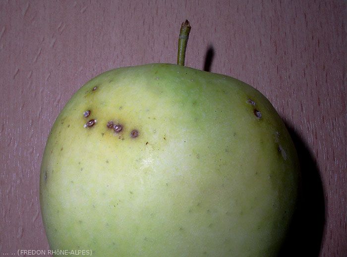 Dégâts sur fruit causés par <i> Capua reticulana</i> (photo FREDON Rhône-Alpes)