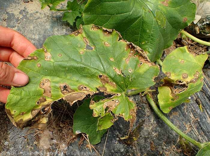 Des secteurs du limbe de cette feuille de melon particulièrement dégradés, se délitent progressivement. <i>Myrothecium roridum</i>