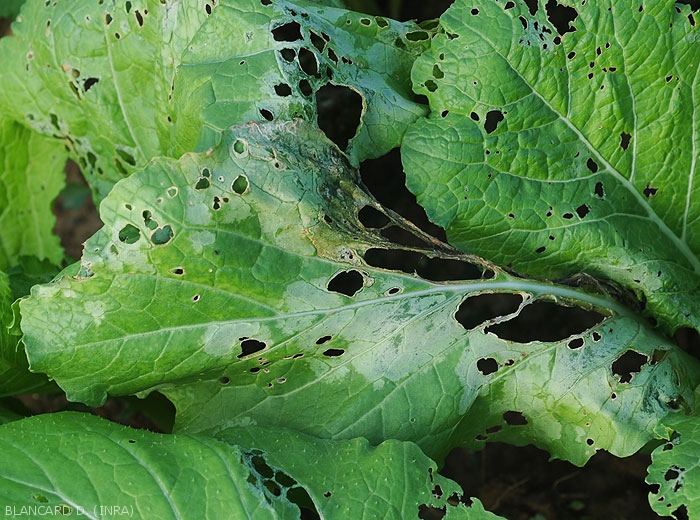 Des lésions plutôt étendues sont visibles sur cette feuille de chou dont les tissus tendres ont pourri. Elles sont d'abord humides, puis livides, et prennent du teinte gris verte en se nécrosant. Localement, le limbe décomposé est tombé conférant à celui-ci un aspect partiellement criblé. (<i>Rhizoctinia solani</i>)