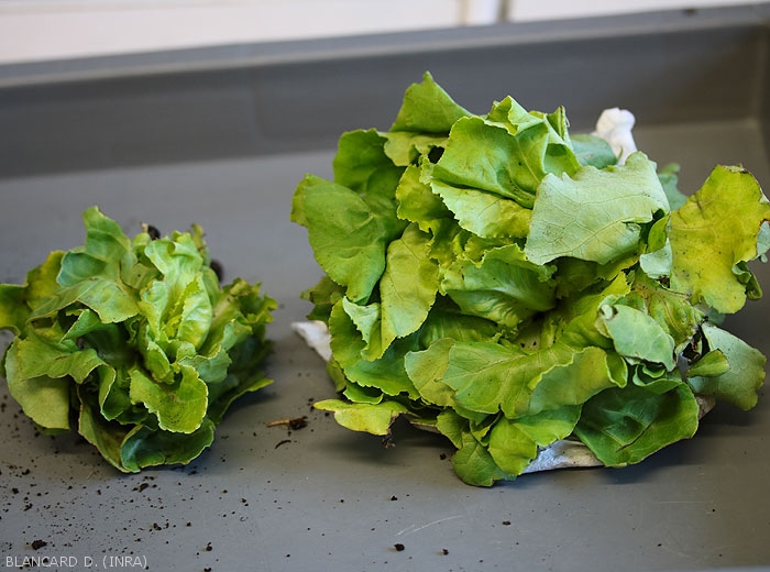 La salade de gauche qui est affectée par la fusariose montre une taille réduite comparativement à la plante saine située à droite de la photo. Attention à ne pas confondre ces symptômes à ceux occasionnés par <i>Pythium tracheiphilum</i>. <b><i>Fusarium oxysporum</i> f. sp. <i>lactucae</i></b> ("fusarium wilt")