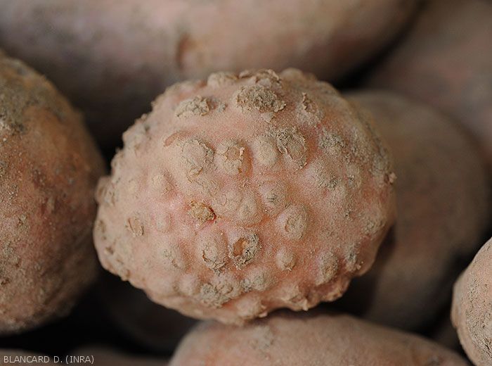 Nematodes-Pomme-terre1