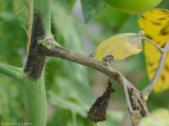 Lésion étendue brune à noirâtre de mildiou sur tige et pétiole de tomate. <b><i>Phytophthora infestans</i></b> (mildiou)