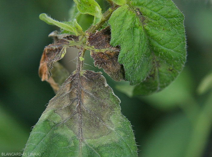 Plusieurs jeunes folioles de tomate de cet apex sont huileuses, livides, voire noirâtres et nécrotiques . <b><i>Phytophthora infestans</i></b> (mildiou)