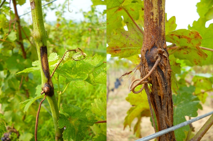 Symptômes plus ou moins évolués de rot blanc sur rameau au vignoble (lésion classique sur rameau située à gauche, lésion chancreuse à droite).  <i><b> Pilidiella diplodiella </b></i> (white rot)
