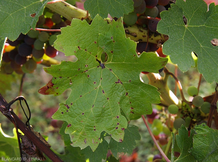 Les lésions brunes et nécrotiques sont maintenant plus étendues. Elles sont plutôt disposées le long des nervures primaires et cernées par un halo chlorotiques plus ou moins marqué. <b><i>Phomopsis viticola</i></b>. (Excoriose).