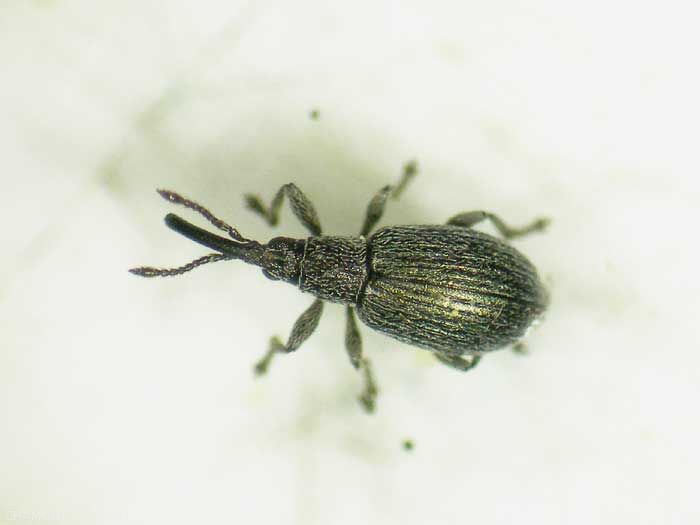 <i>Ceratapion carduorum</i> adulte, noter les rangées de poils blancs le long des nervures des élytres, et sur le reste du corps. <b>Apion de l'artichaut</b> (artichoke pear-shaped weevil) 