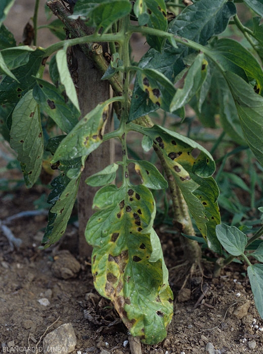A terme, les folioles parsemées de nombreuses taches brunes jaunissent fortement, et finissent par se dessécher. <i><b>Alternaria tomatophila</b></i> (alternariose, early blight)