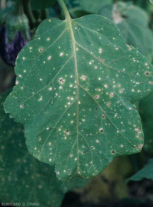Petites taches arrondies ou parfois légèrement angulaires d'abord brunes dont le centre devient plus clair (gris) et se fend. <i><b>Stemphylium solani</b></i> (stemphyliose, grey leaf spot)
