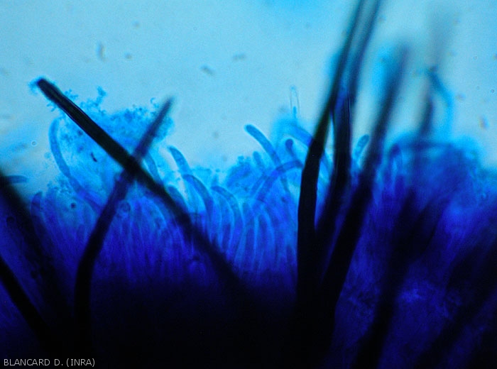 Acervule produite par un <i><b>Colletotrichum</i> sp.</b> vue en coupe au microscope photonique. Notez la présence de nombreuses conidies allongées et arquées. (anthracnose)