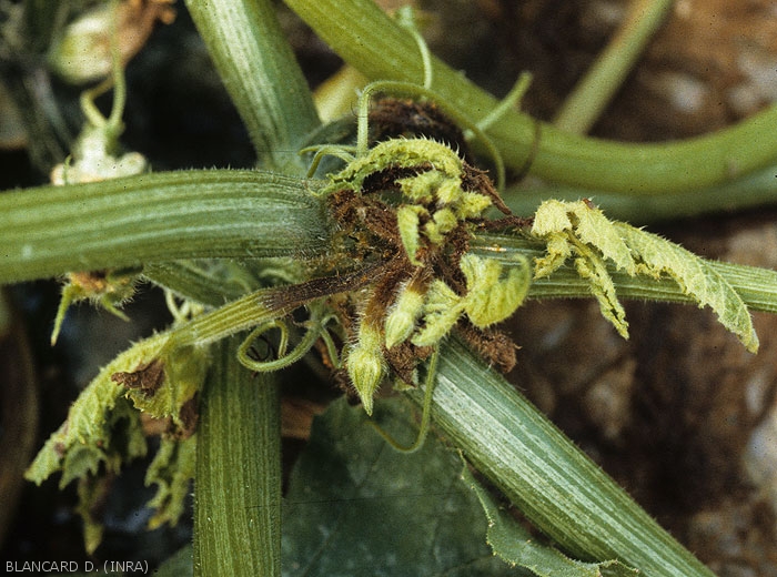 Pourritures brunes à noirâtres gagnant les jeunes feuilles et les inflorescences de cet apex de courgette. <i><b>Phytophthora capsici</b></i> (<i>Phytophthora</i> blight)