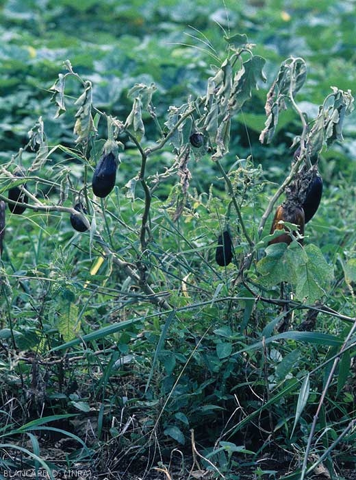 Pied d'aubergine entièrement flétri.  (<i>Sclerotium rolfsii</i>)