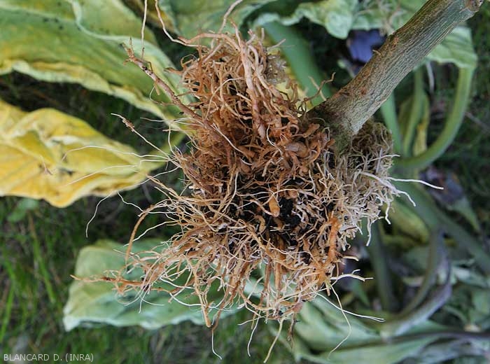 Le système racinaire de ce pied d'aubergine a bruni et est entièrement pourri. Une lésion humide sombre ceinture son collet. <i><b>Phytophthora nicotianae</b></i>. (Oomycètes)