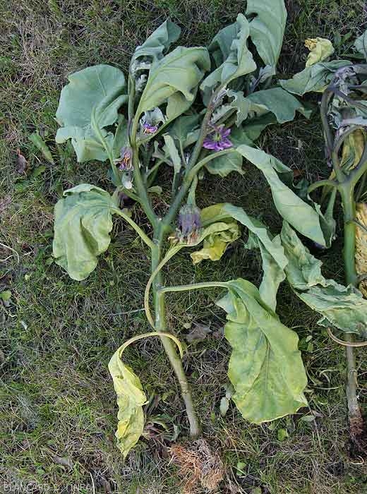 Possédant un système racinaire altéré, ce pied d'aubergine montre des feuilles basses chlorotiques et flétrissantes. <i><b>Phytophthora nicotianae</b></i>. (Oomycètes)
