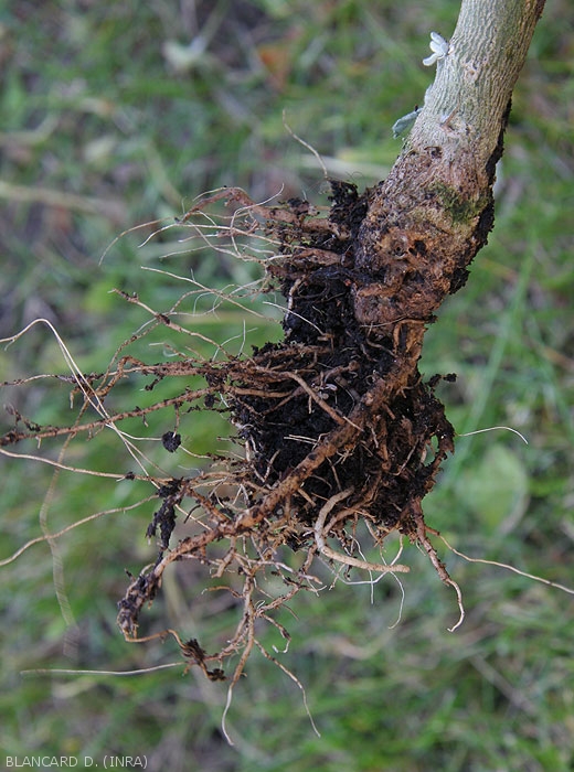 Le système racinaire entièrement pourri de ce pied d'aubergine montre des racines peu nombreuses et en partie décomposées.   <i><b>Phytophthora nicotianae</b></i>.