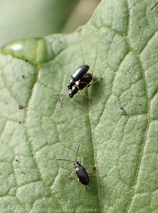  Altises Leptophysa sur feuille de chou